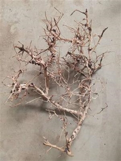 Aquascaping root 25-35 cm - Assorteret pluk